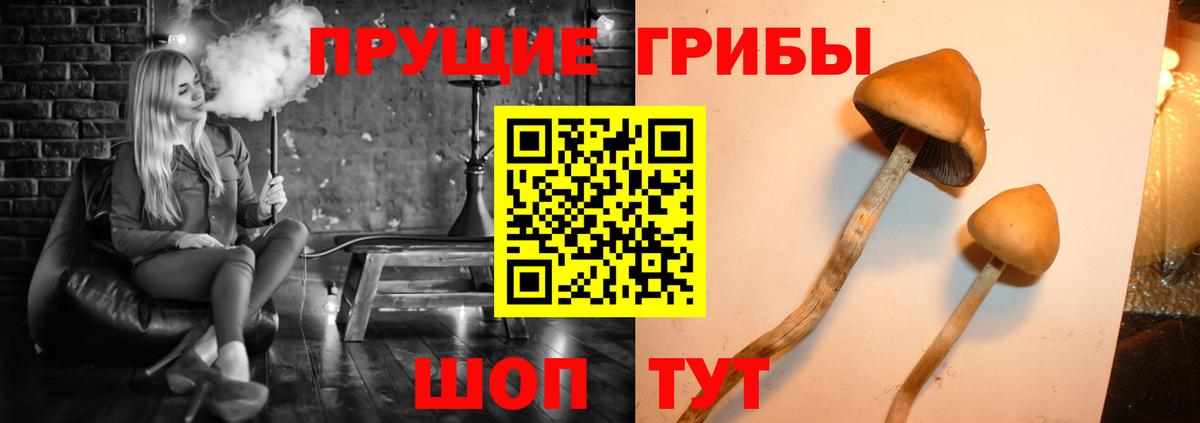 Галлюциногенные грибы GOLDEN TEACHER  Вход с VPN  Тихвин  Псилоцибиновые грибы прущие грибы 